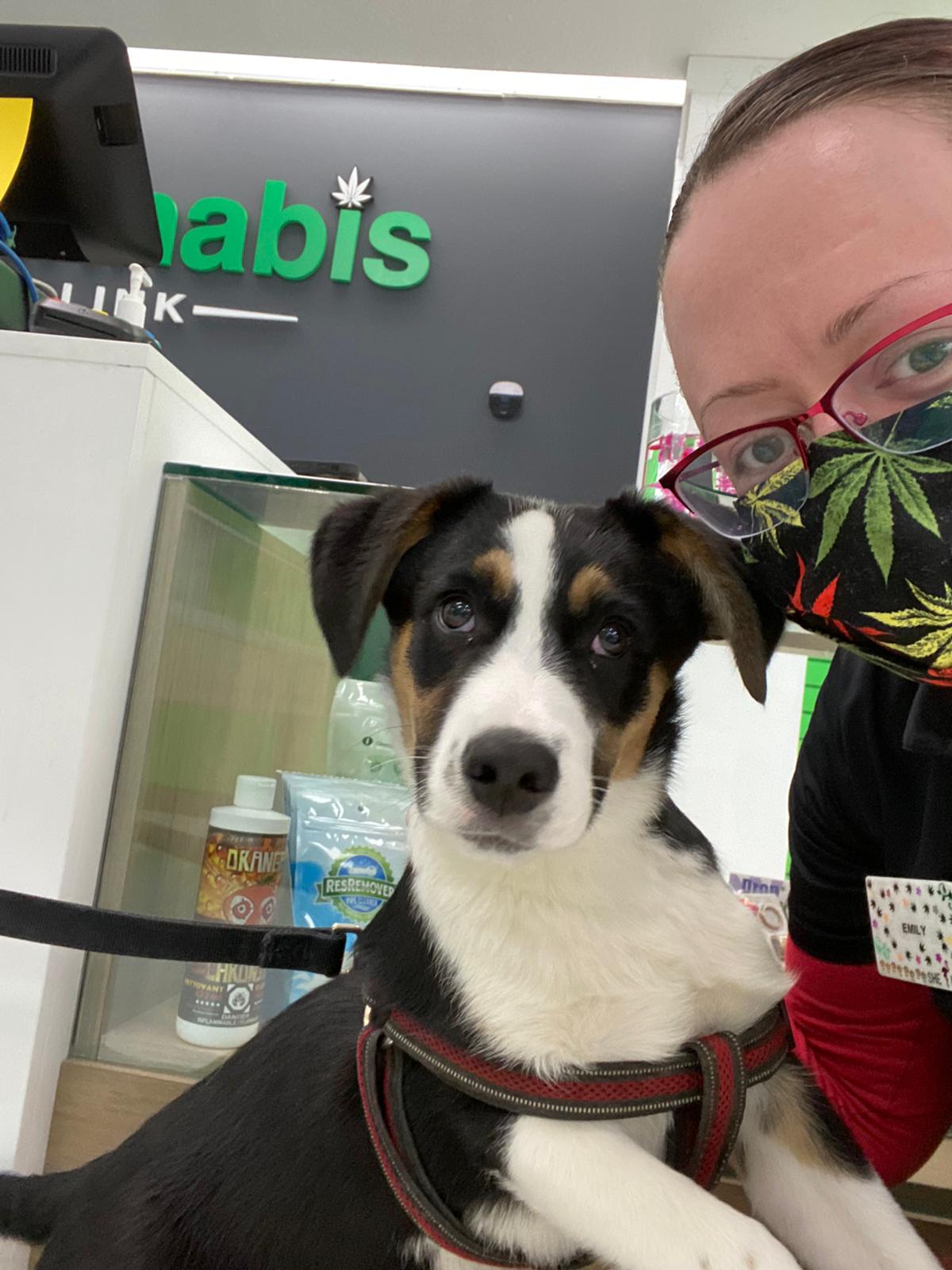 Cannabis Link London event